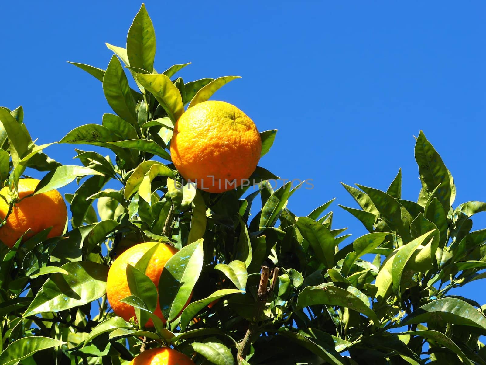 Some oranges in the Provence blue sky