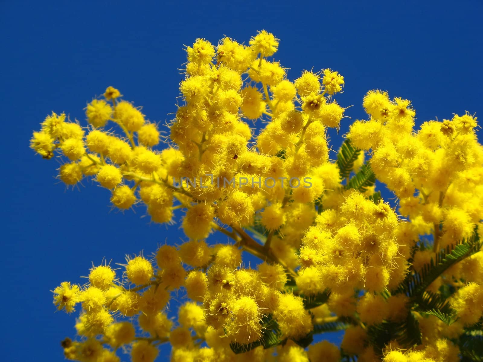 Some mimosa flowers in a Provence blue sky