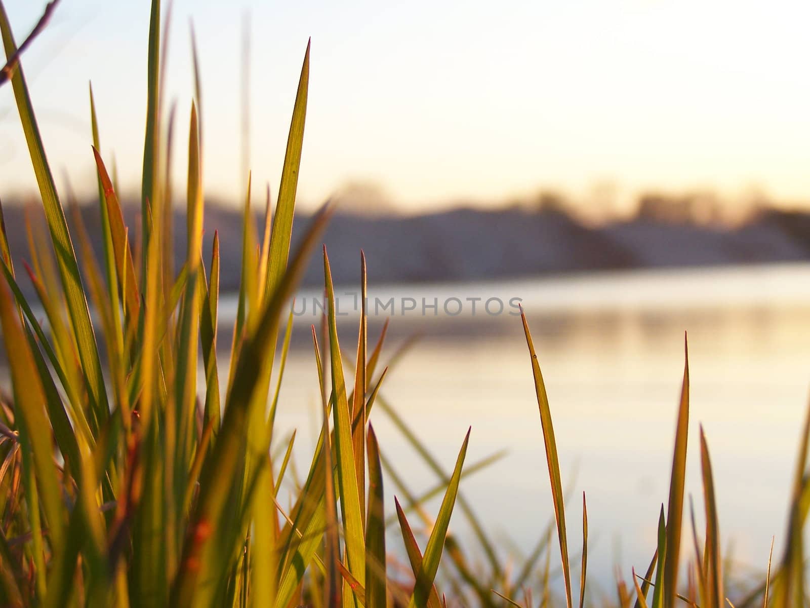 Spring grass shined by sun. Close up.