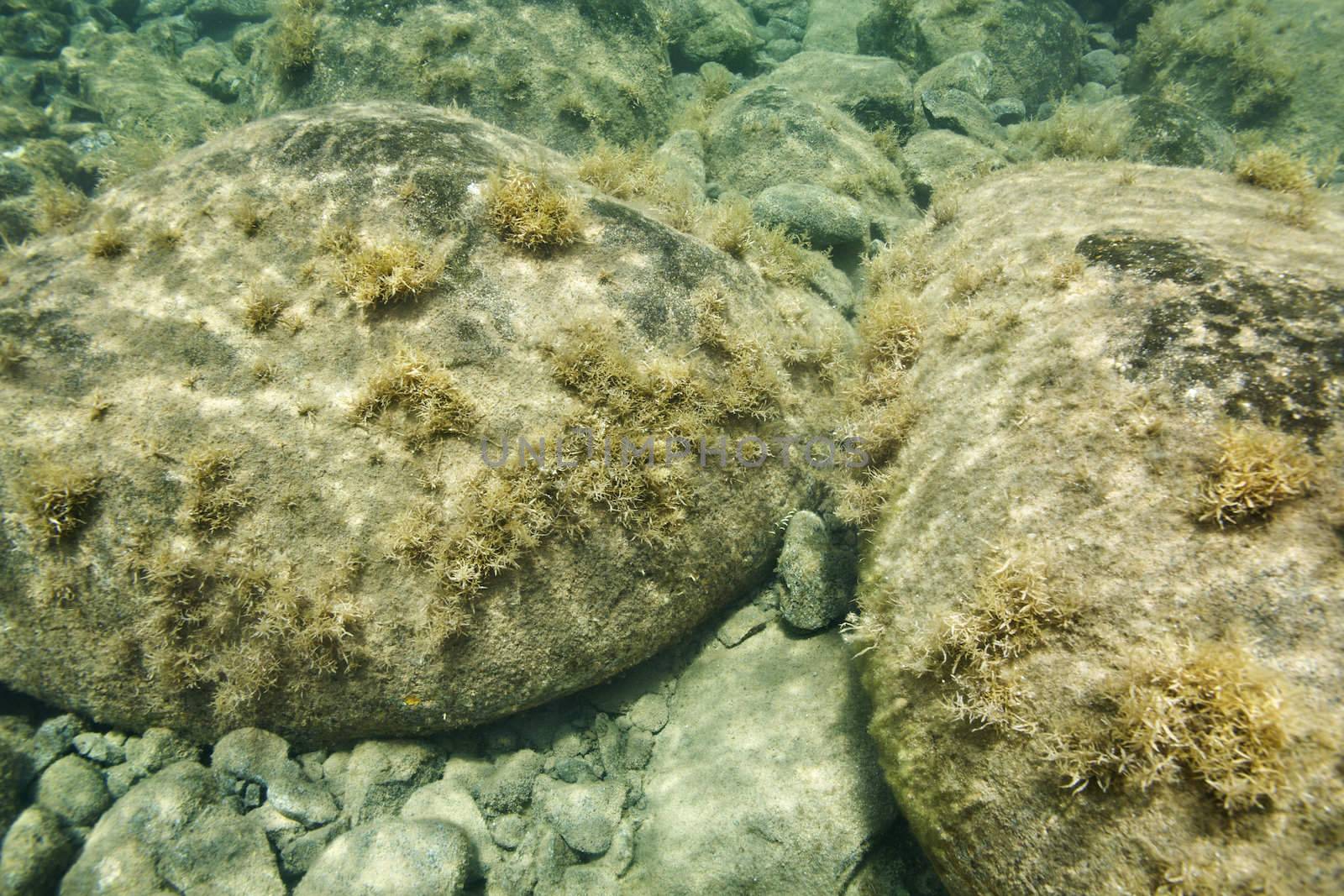 Underwater view of rocks on bottom of ocean in Maui, Hawaii, USA.