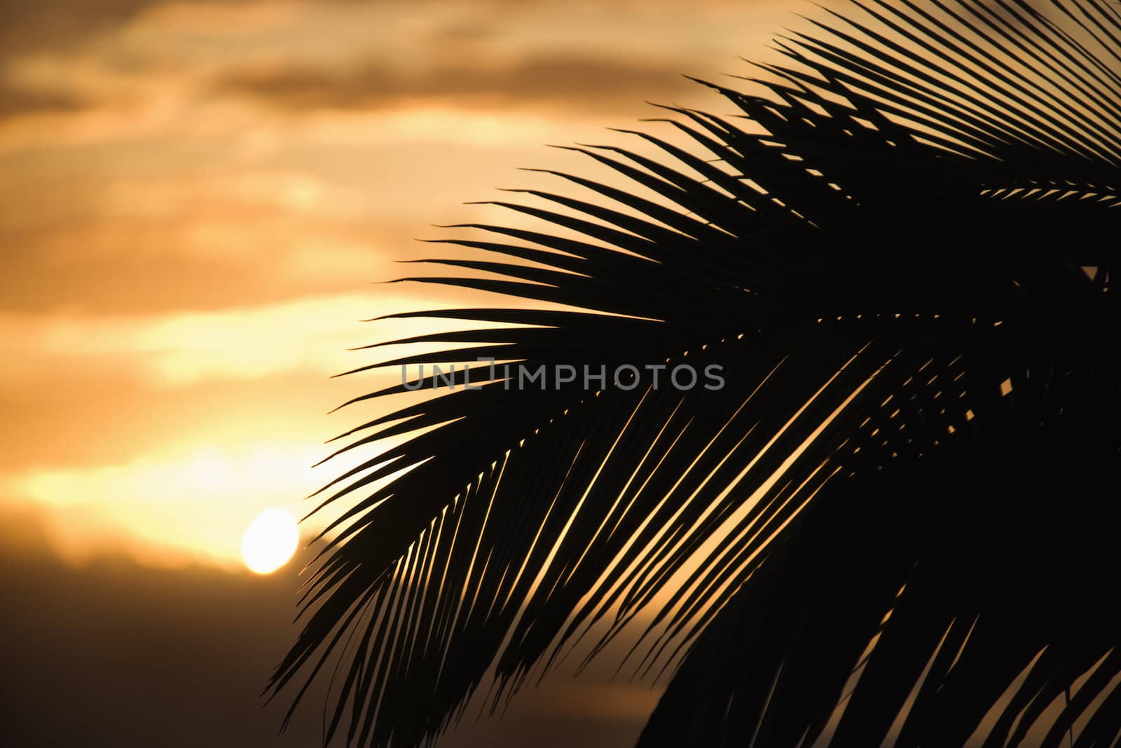 Palm against sunset in Maui. by iofoto