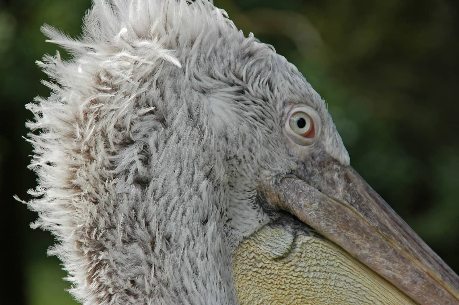 Pelican Close-Up showing detail of eye and bill