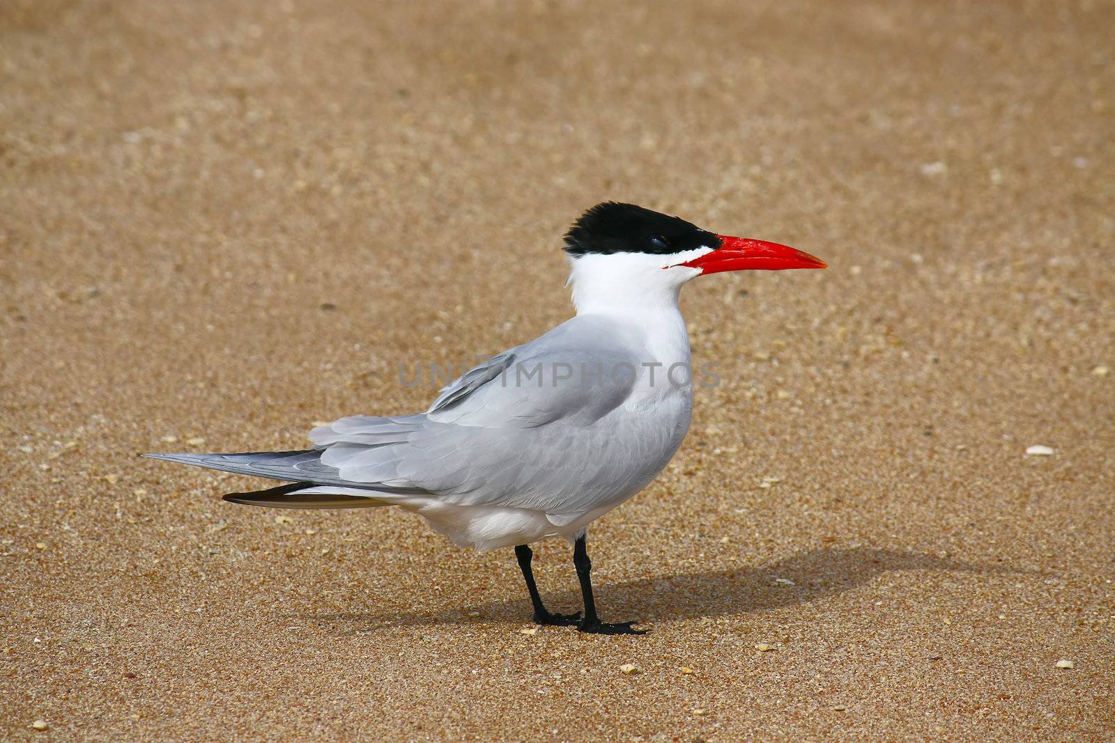 Egypt. A beautiful bird with red beak on the beach.