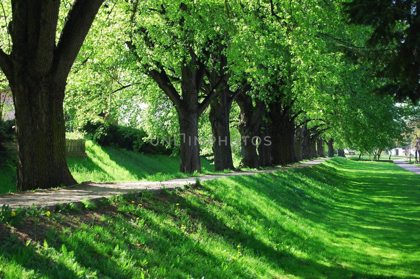 alley with green summer trees in the park on a sunny day