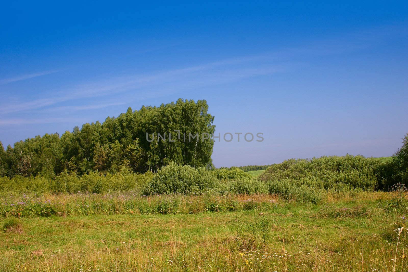 The summer green meadow which has been removed against the blue sky