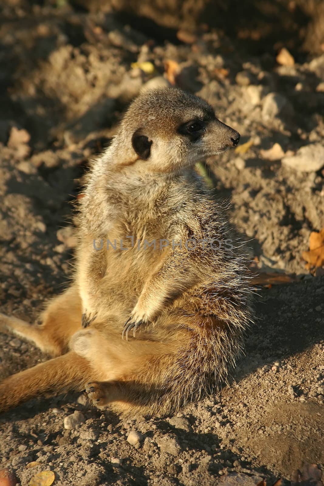 Meerkat by Bullysoft