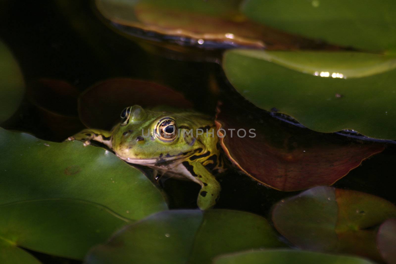 Frog by Bullysoft