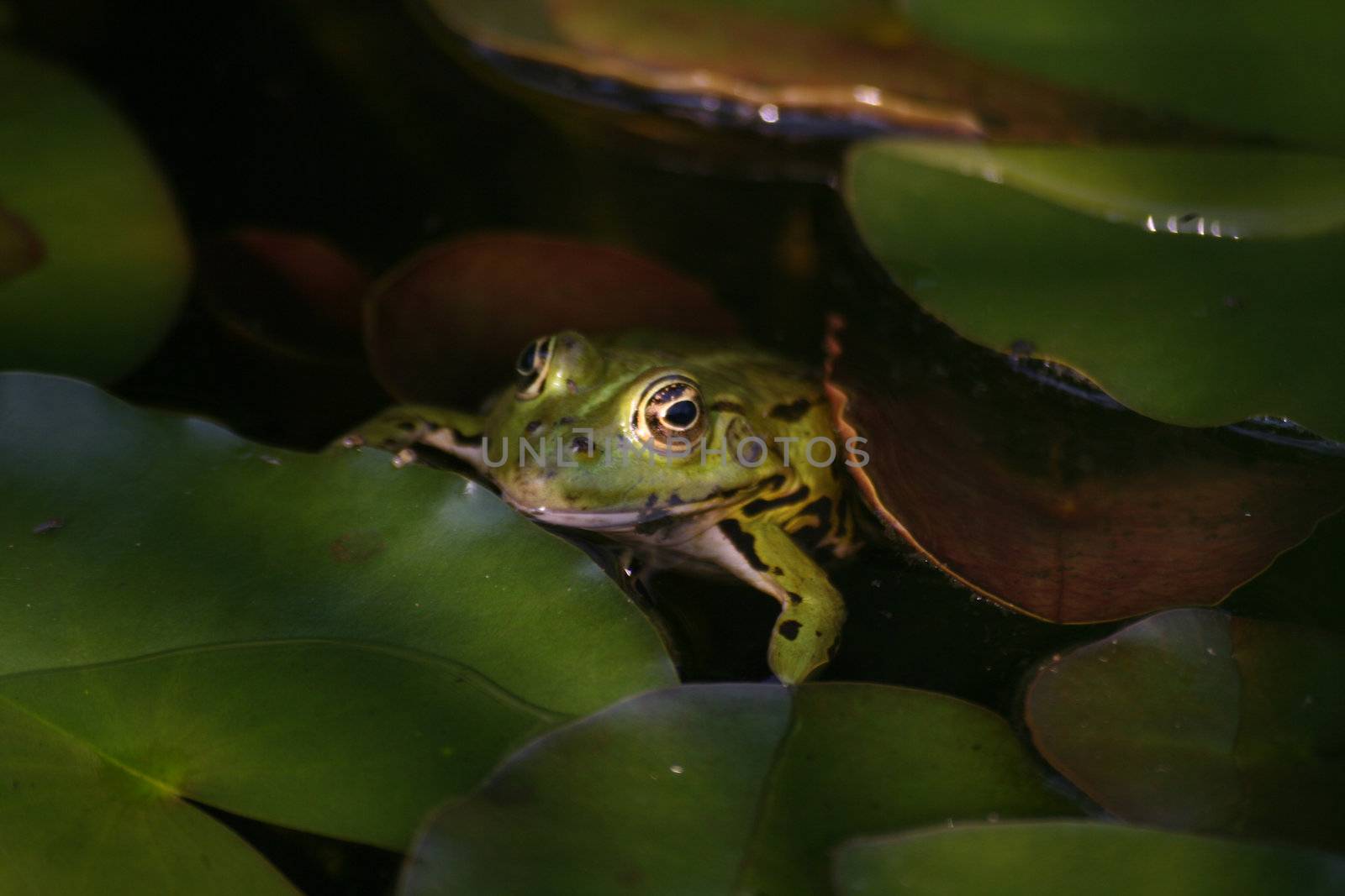 green frog