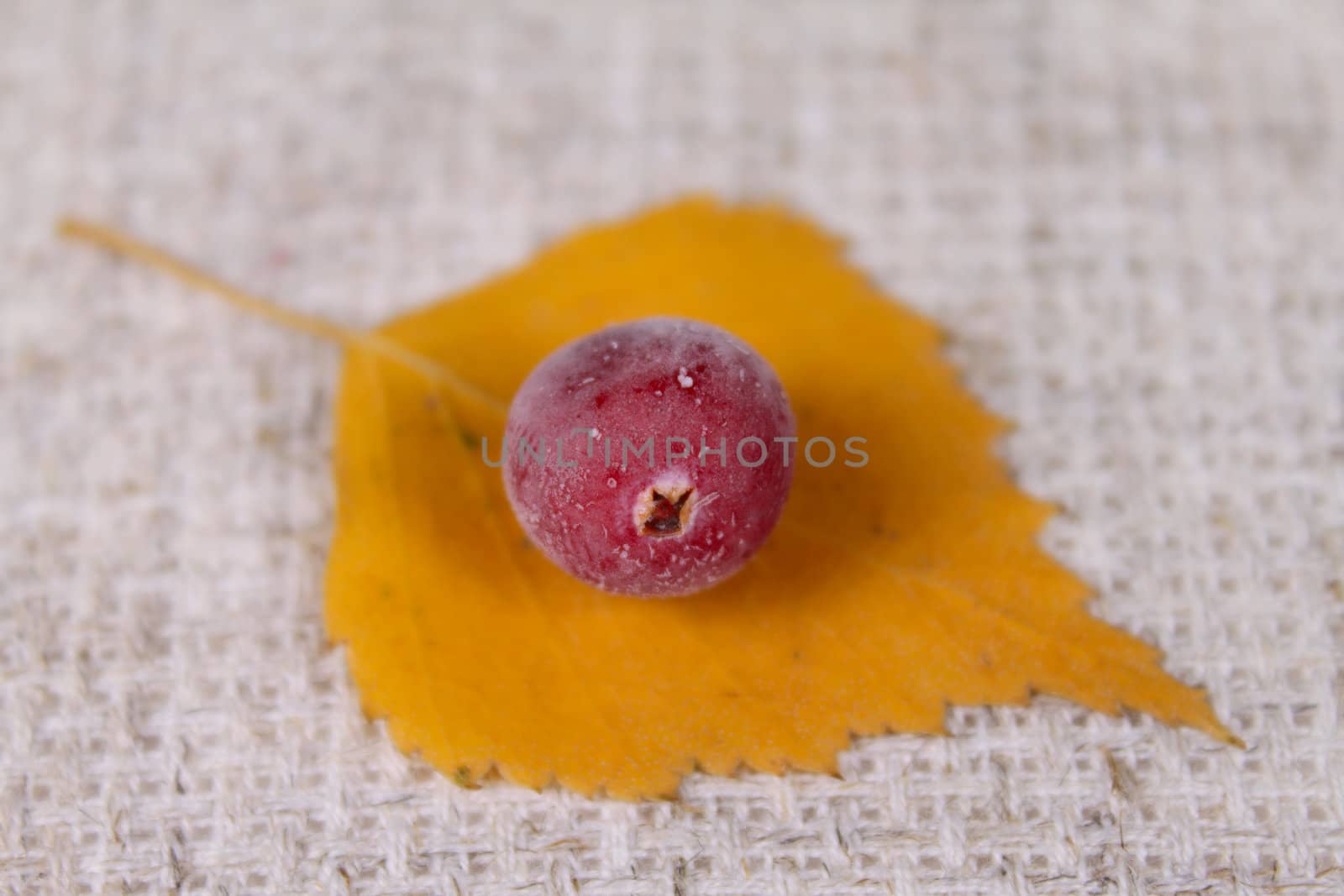 Yellow sheet with a cowberry on a linen napkin removed close up