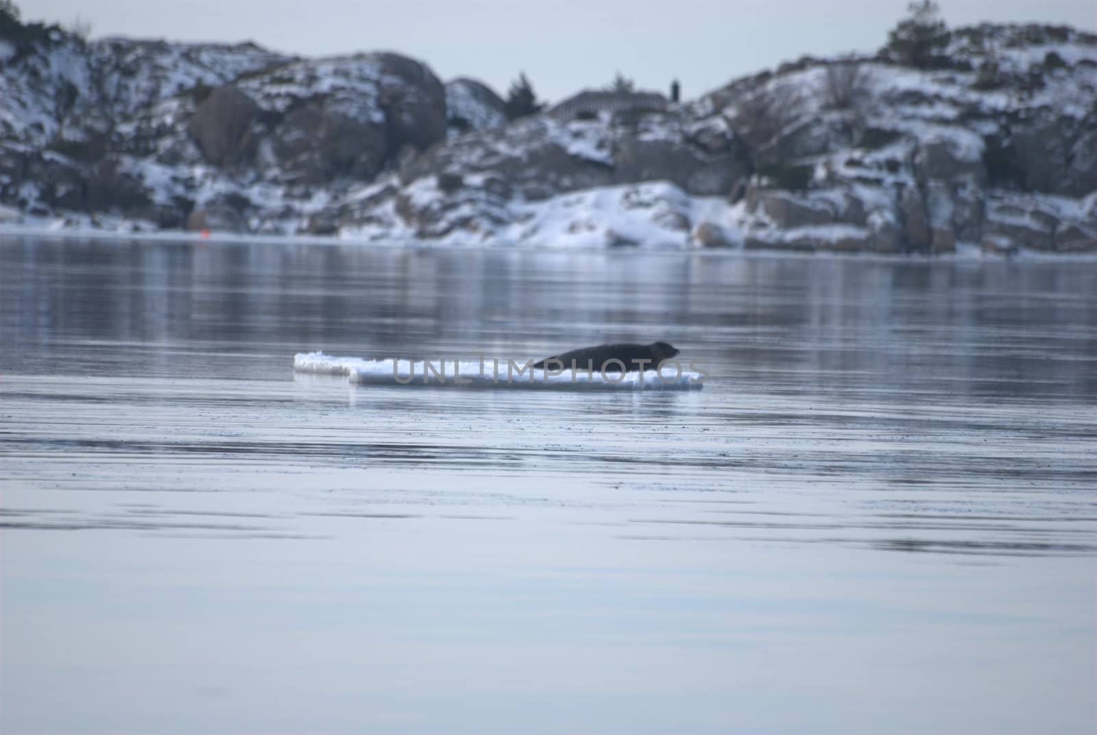 seals on ice floes by rubeh2