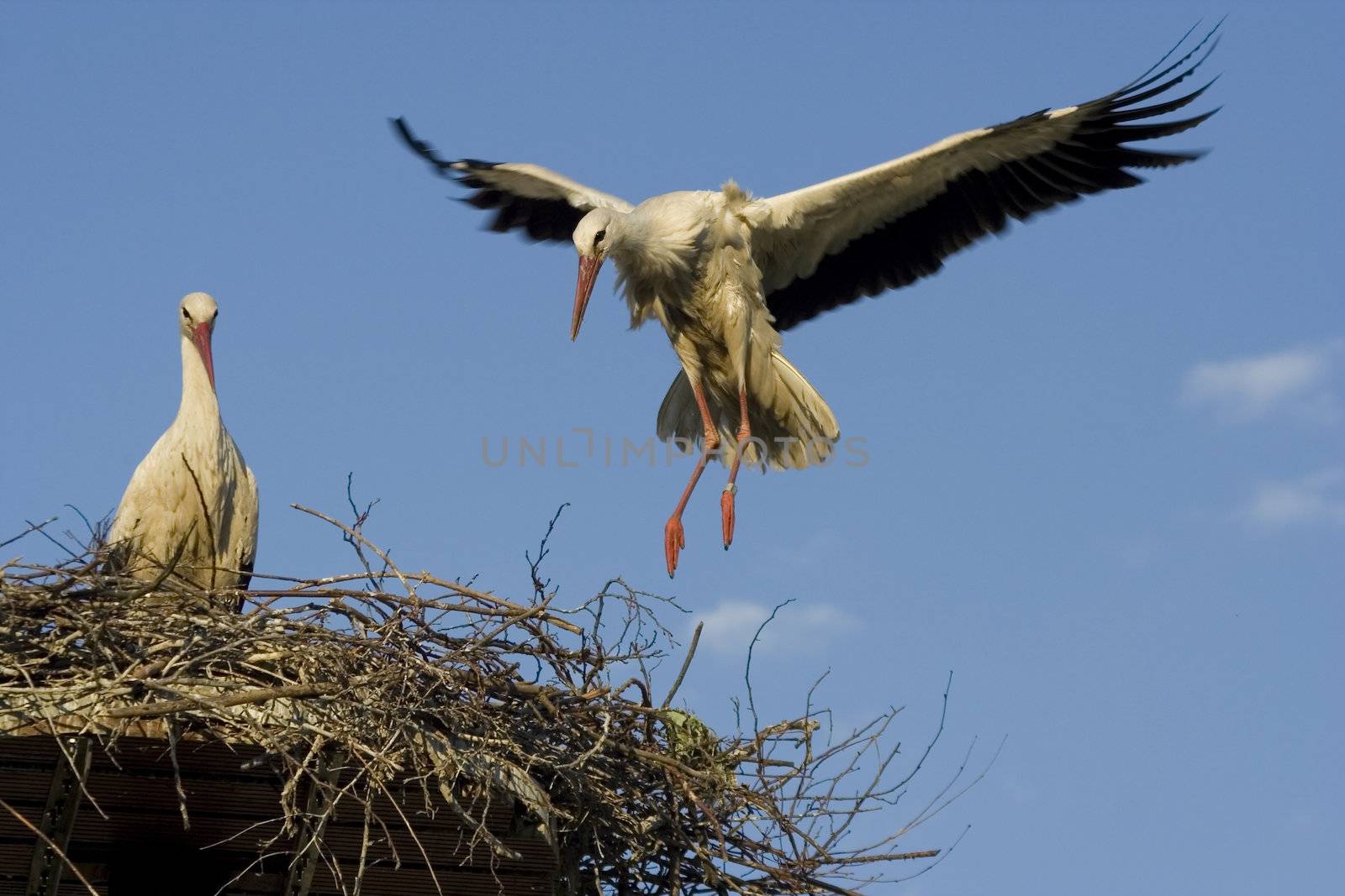 white storks living in the nature