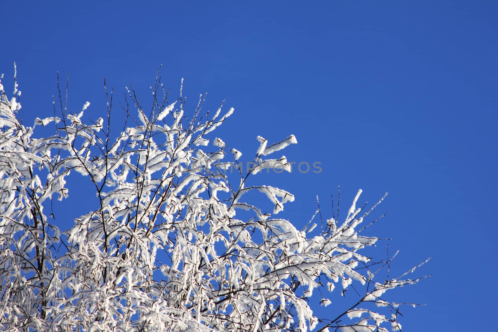 Winter branches of a tree in hoarfrost against blue sky