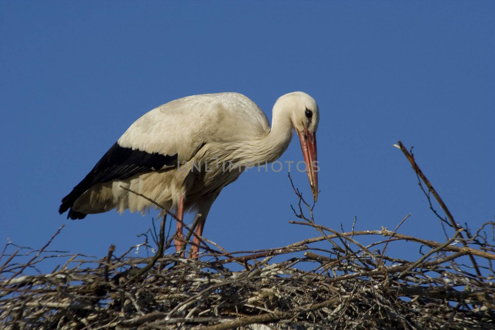 white storks living in the nature