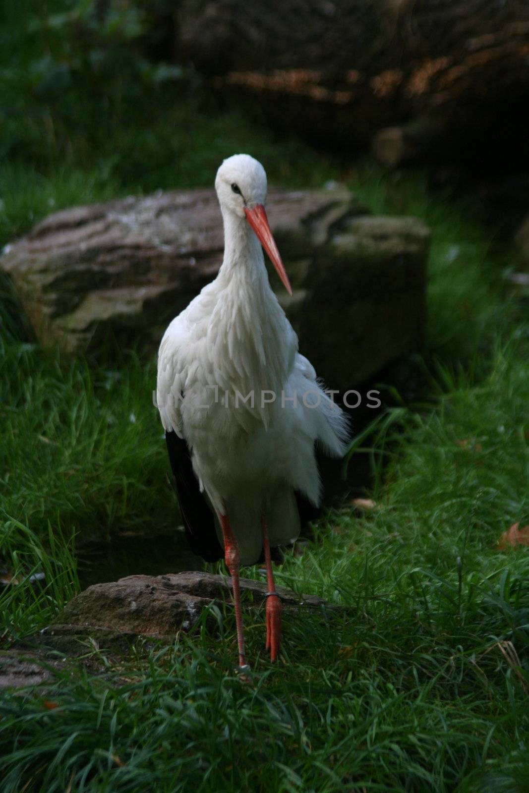 white storks living in the nature