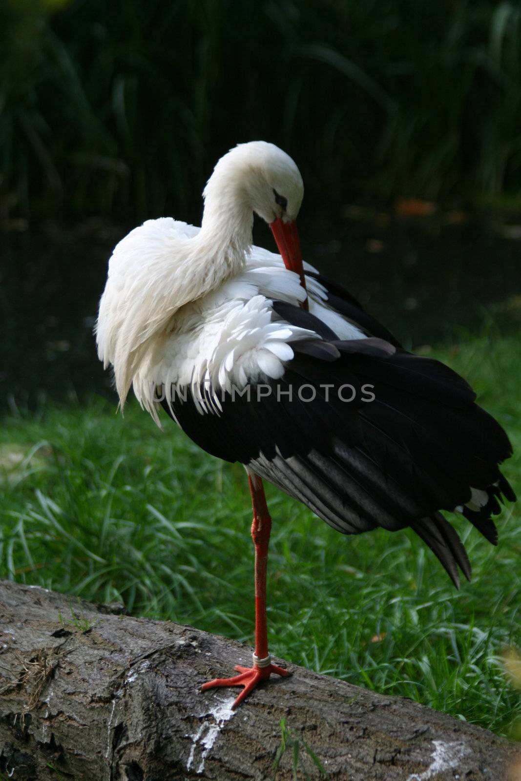 white storks living in the nature