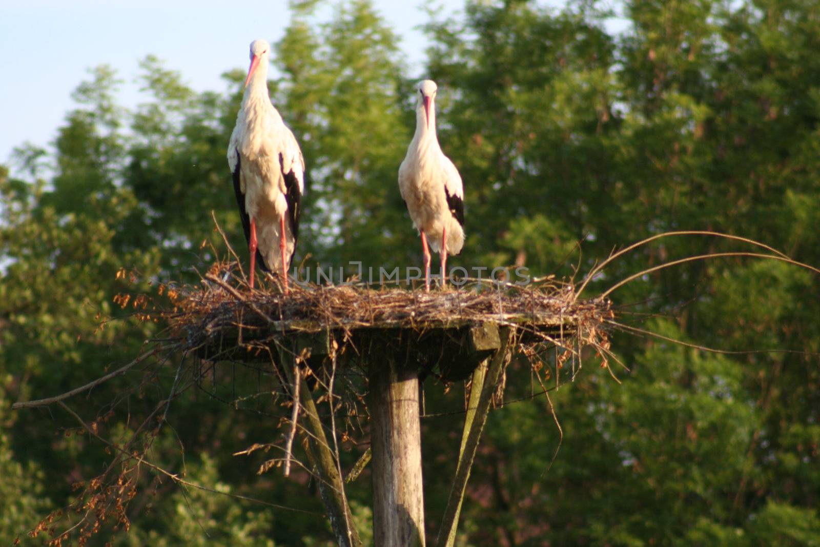 white storks living in the nature