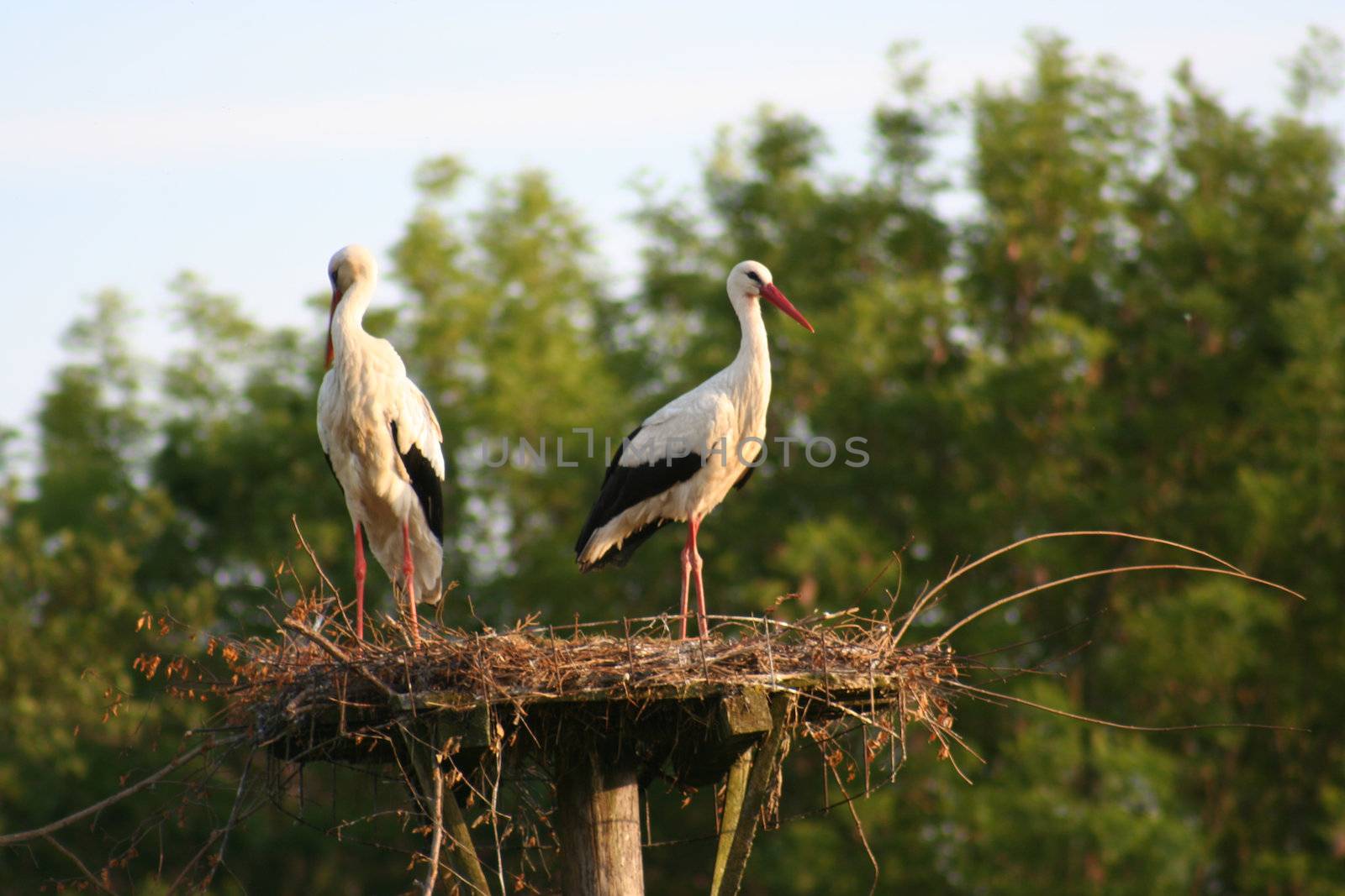 white storks living in the nature