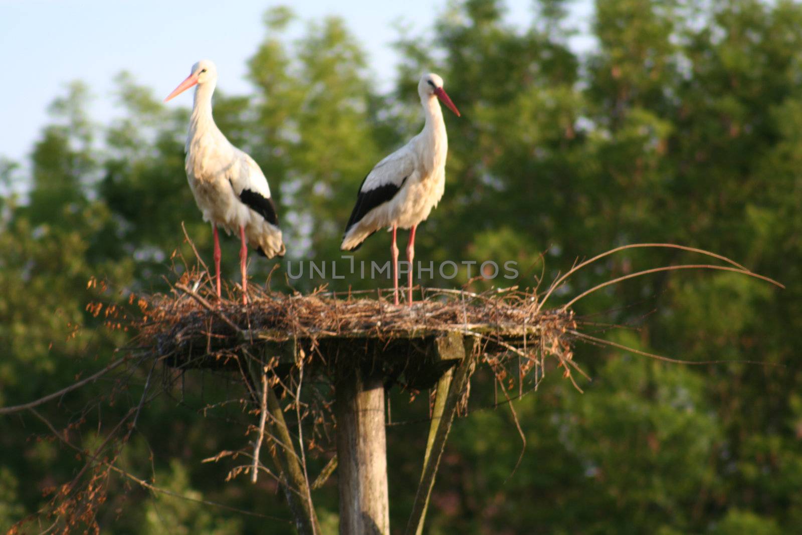 white stork by Bullysoft