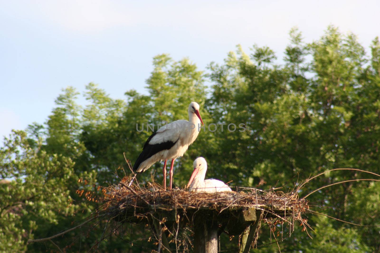 white storks living in the nature