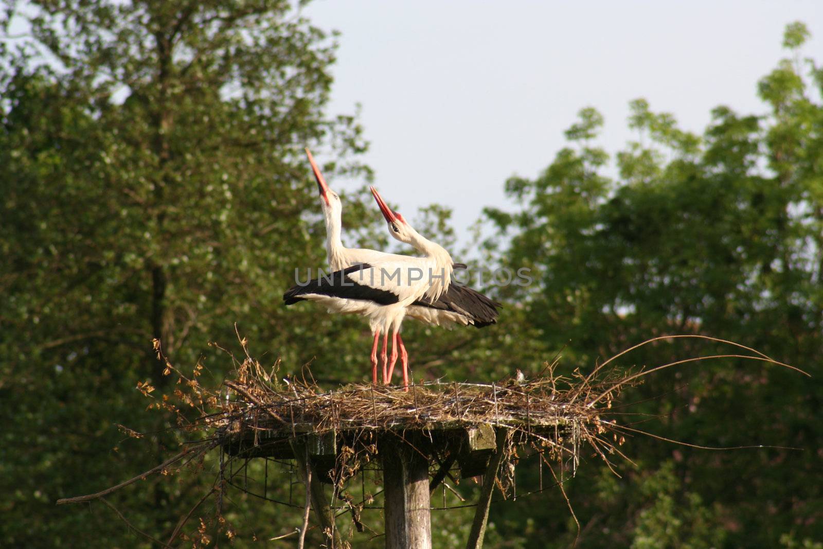 white storks living in the nature