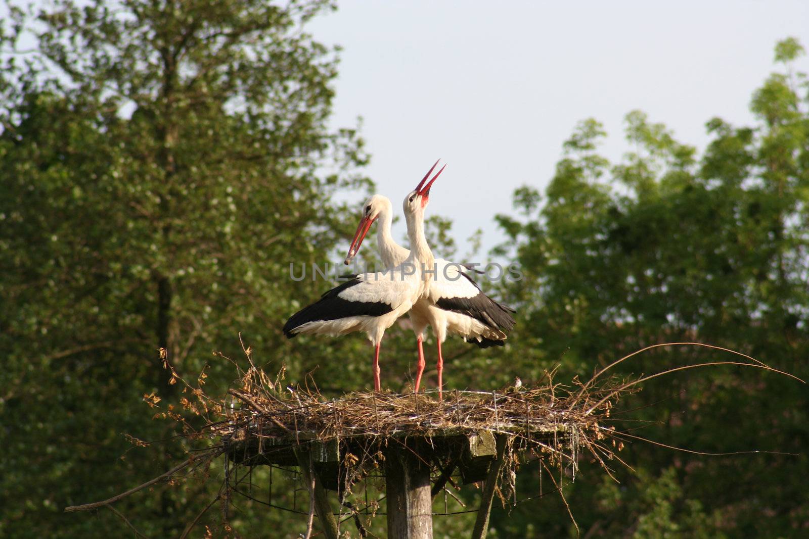 white stork by Bullysoft