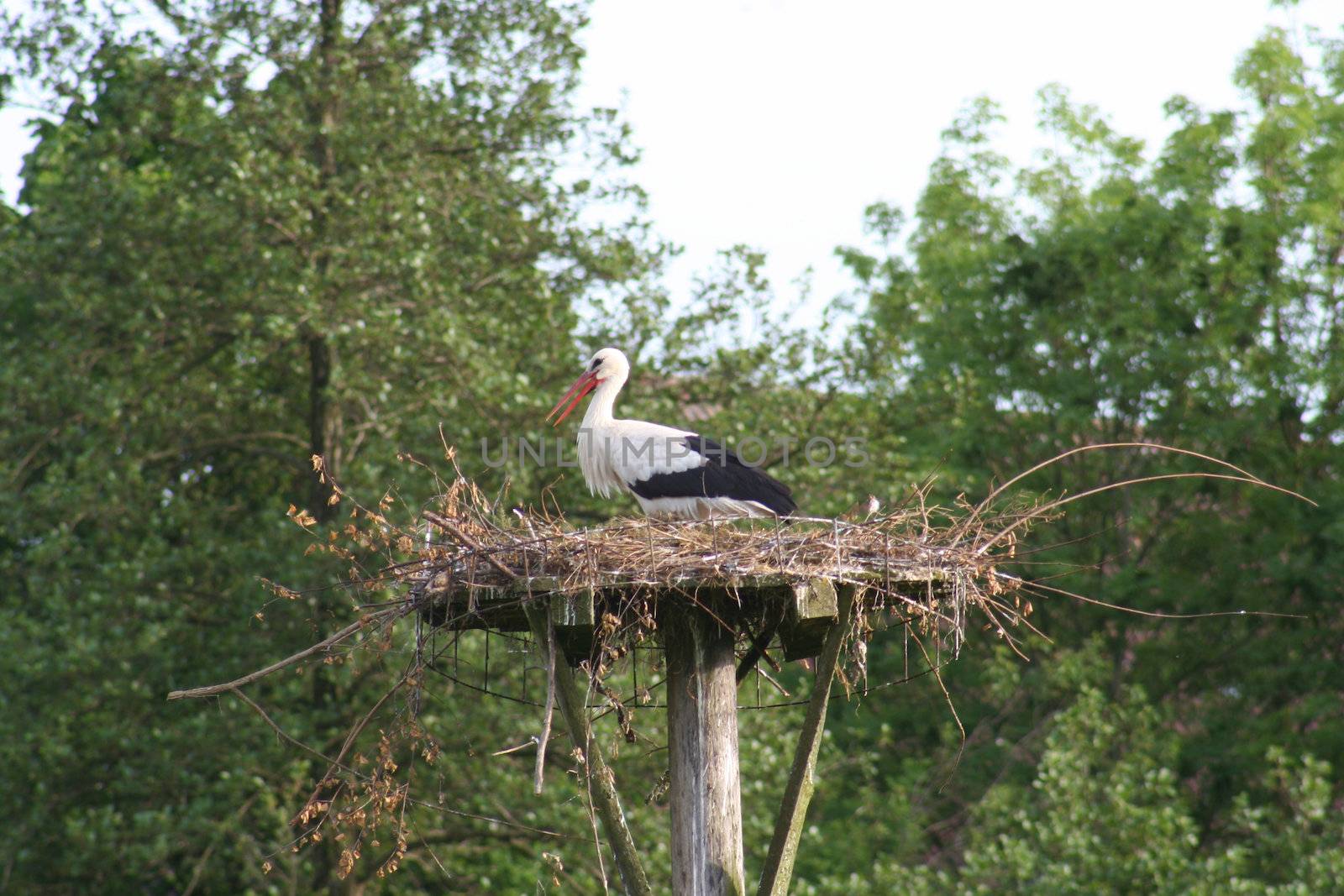 white storks living in the nature