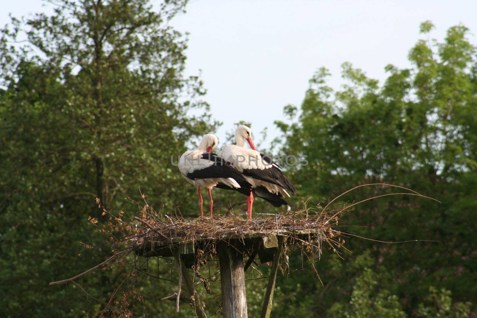 white stork by Bullysoft