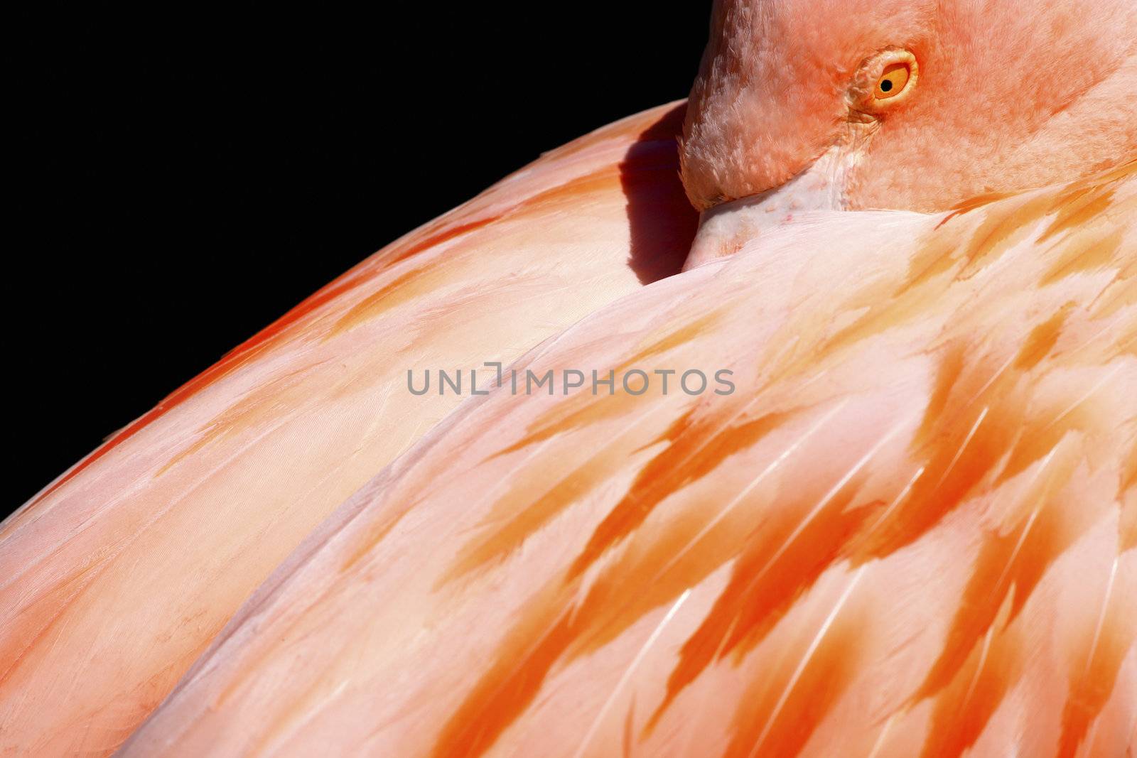 Chilean Flamingo Phoenicopterus chilensis close up
 by hotflash2001