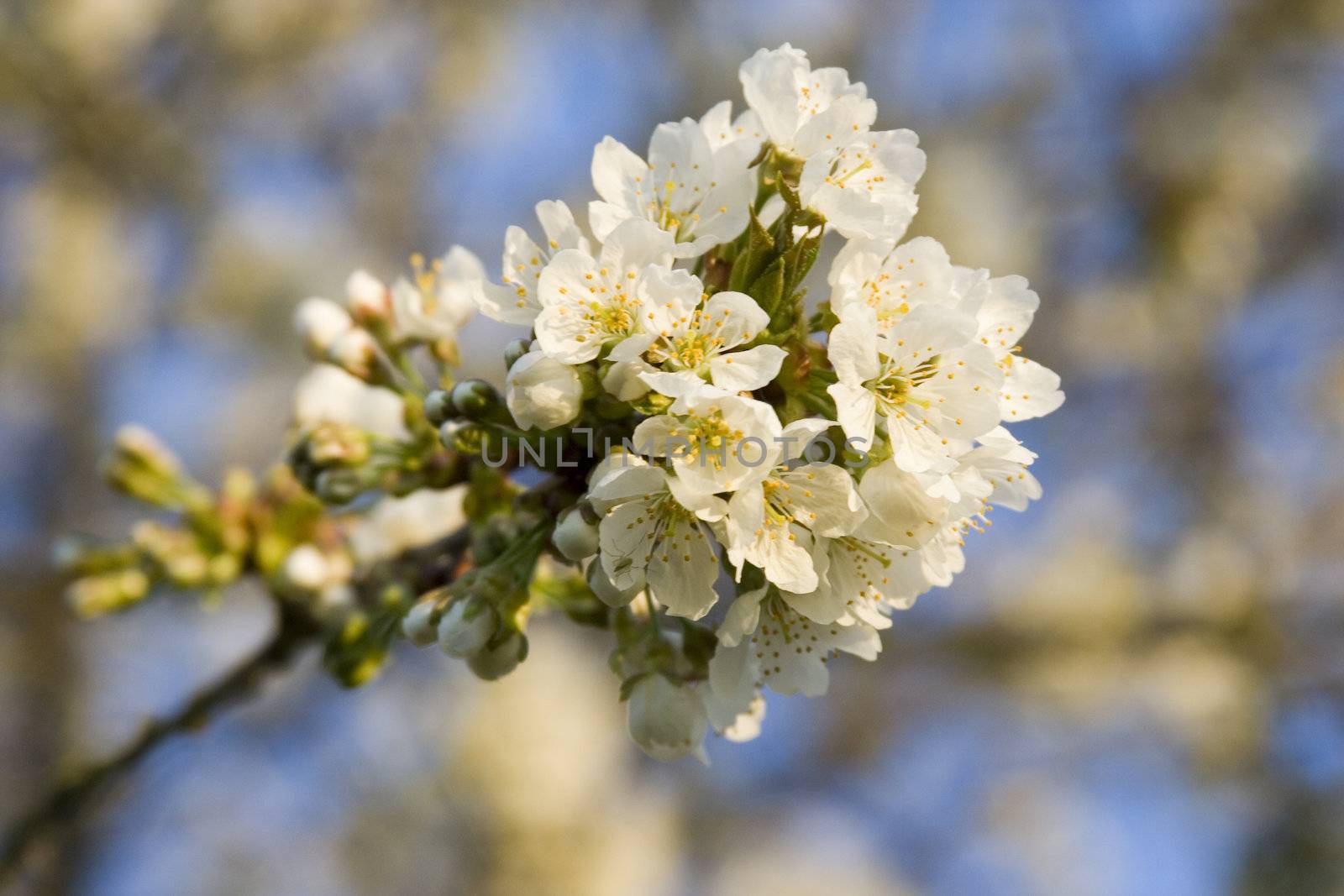 white blossom