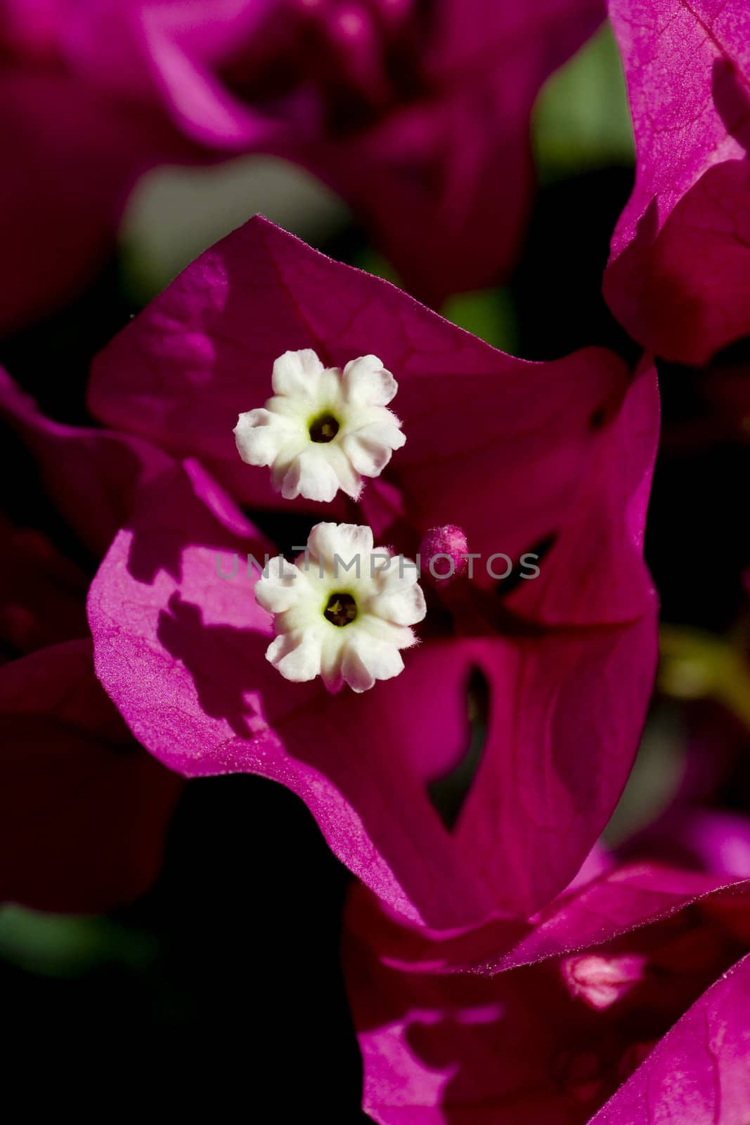 Bouganvillea by Bullysoft