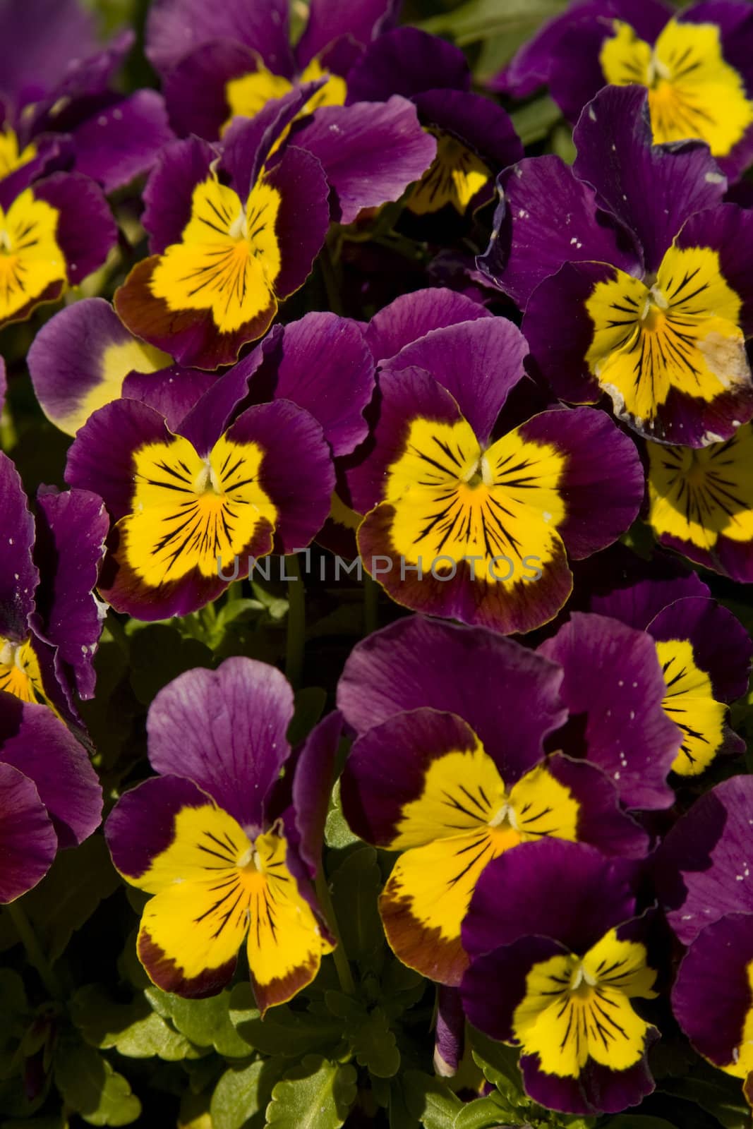 Colorful purple and yellow pansies