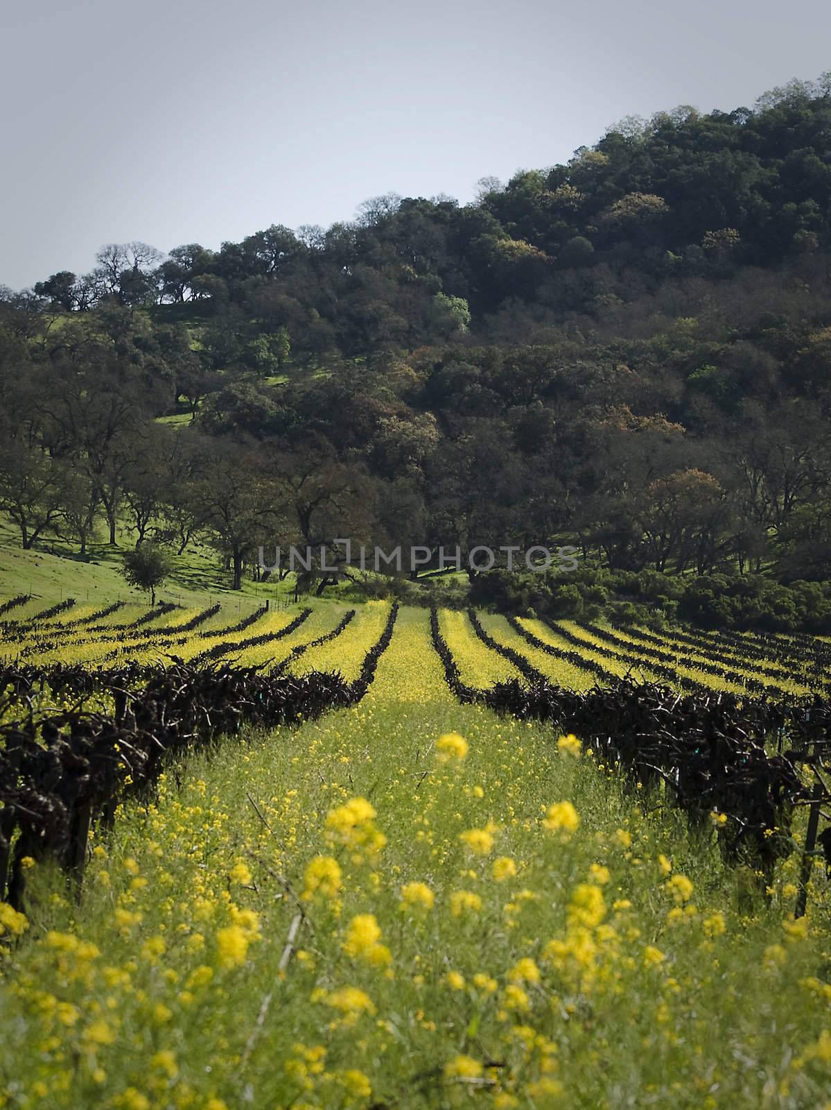 beautiful bright yellow flowers in old vineyard