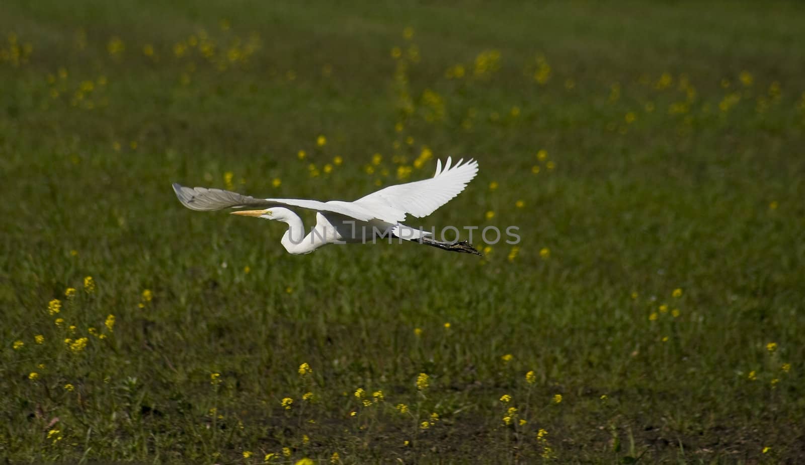 white crane flying with wings open over field with yellow flowers