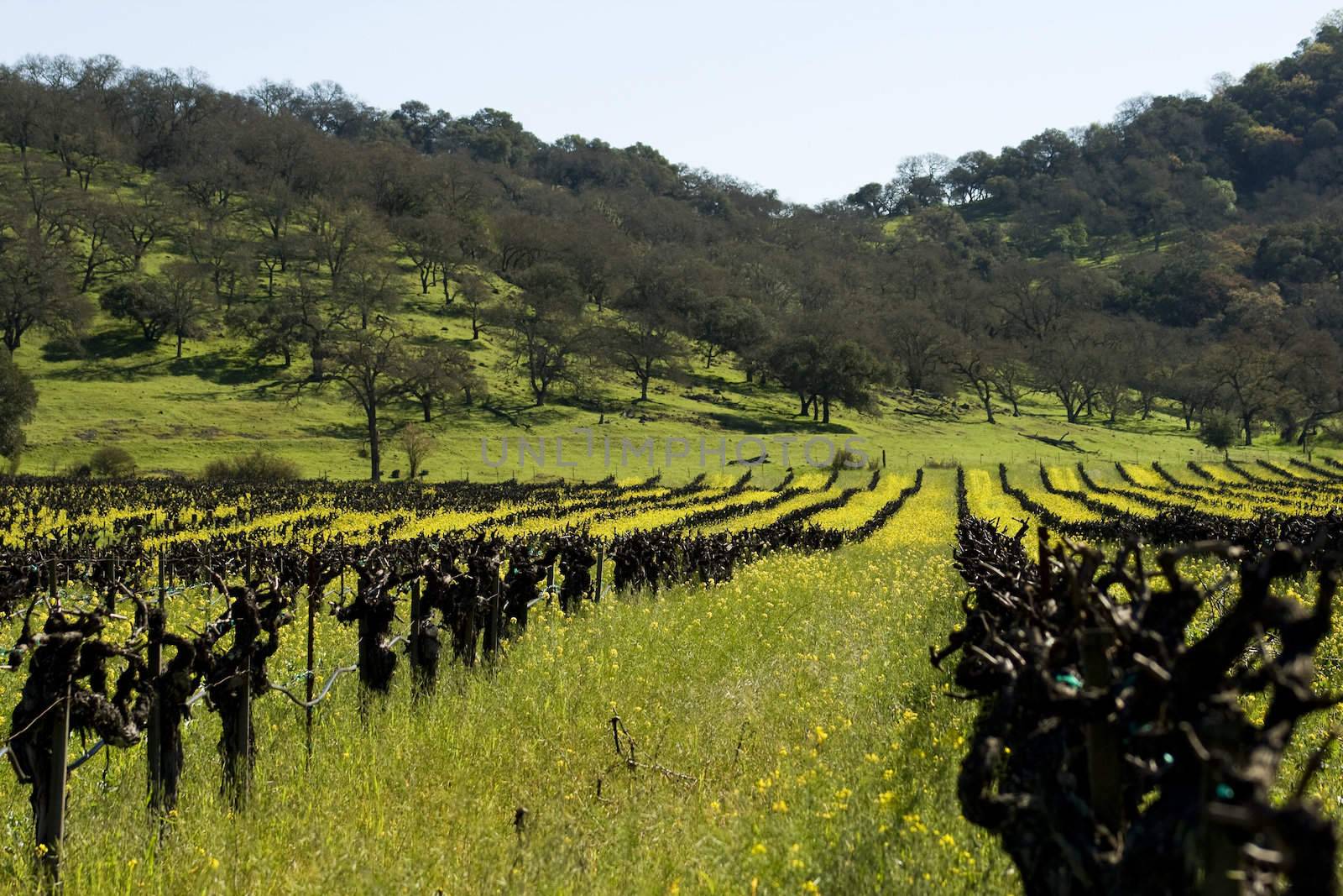 Bright yellow mustard flowers in old vine vineyard with hills in background