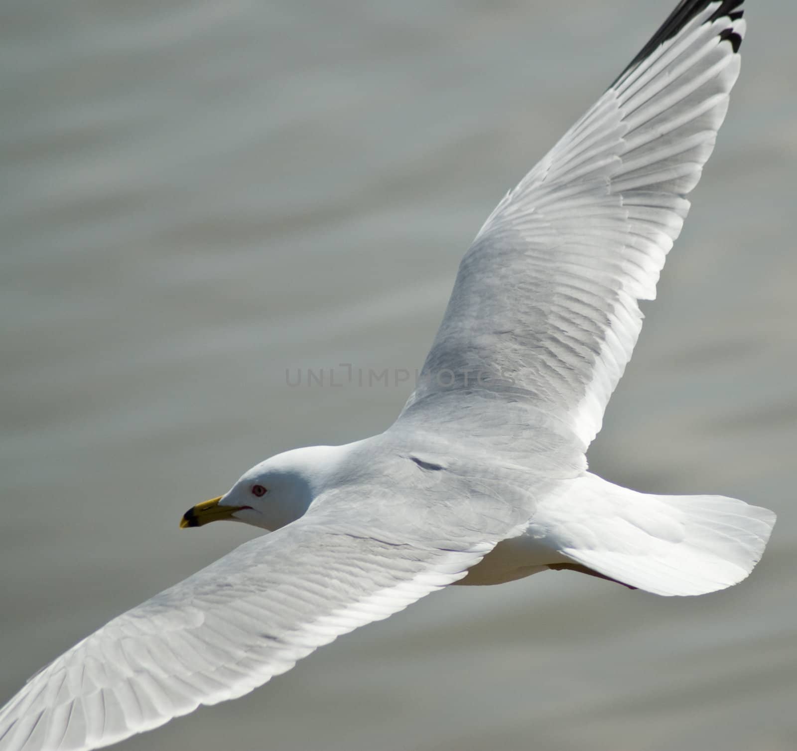 A seagull with his wings spread wide, gliding through the air