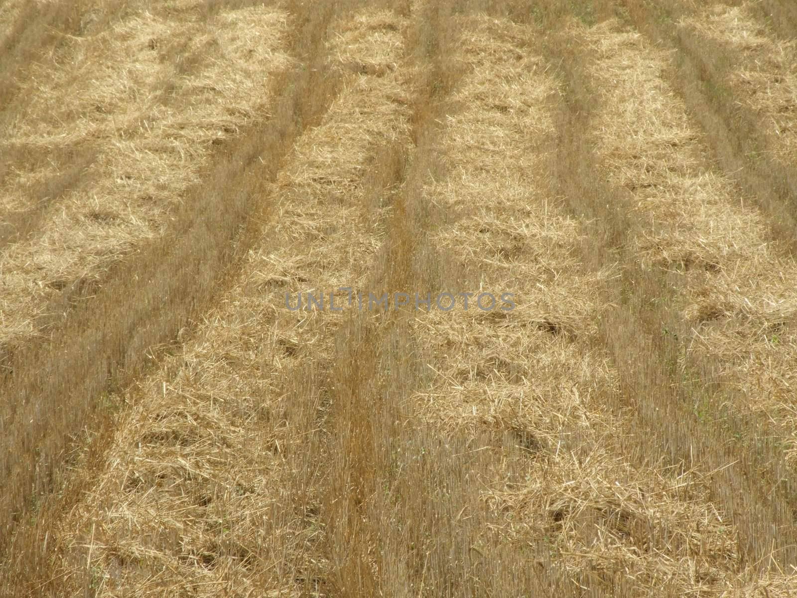 Field of wheat after harvest