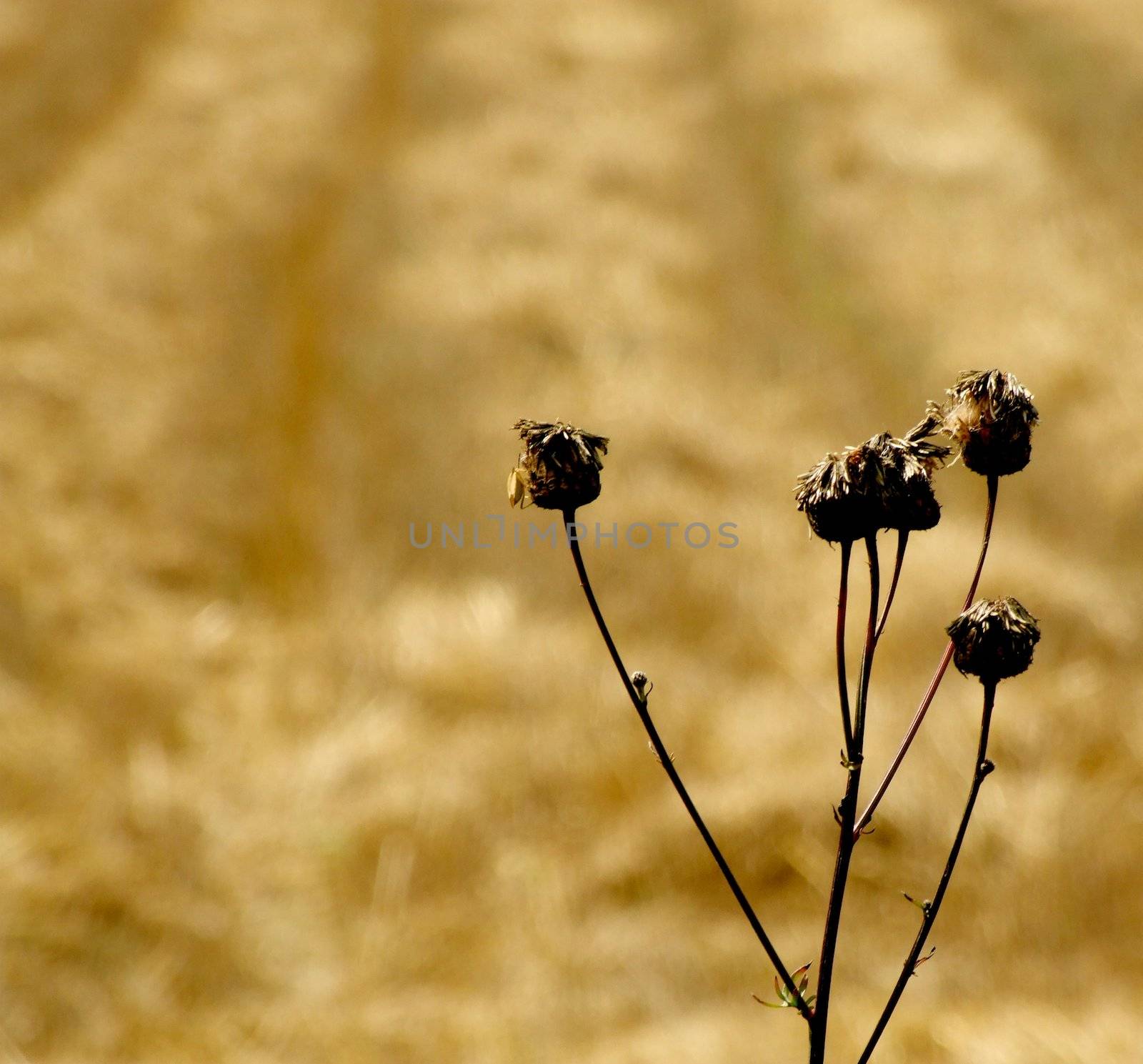 Harvest by jarzynek