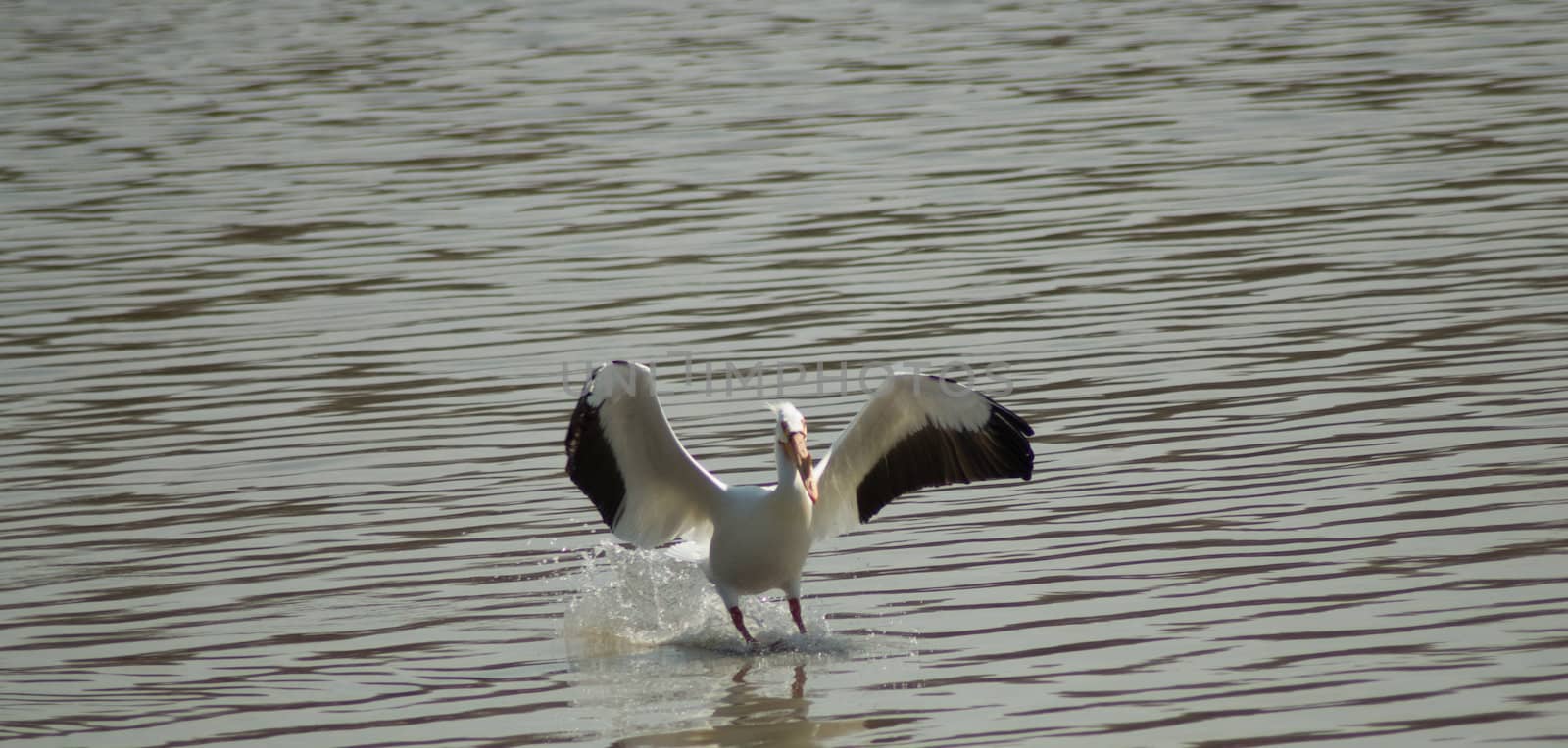 An adult pelican landing in some water