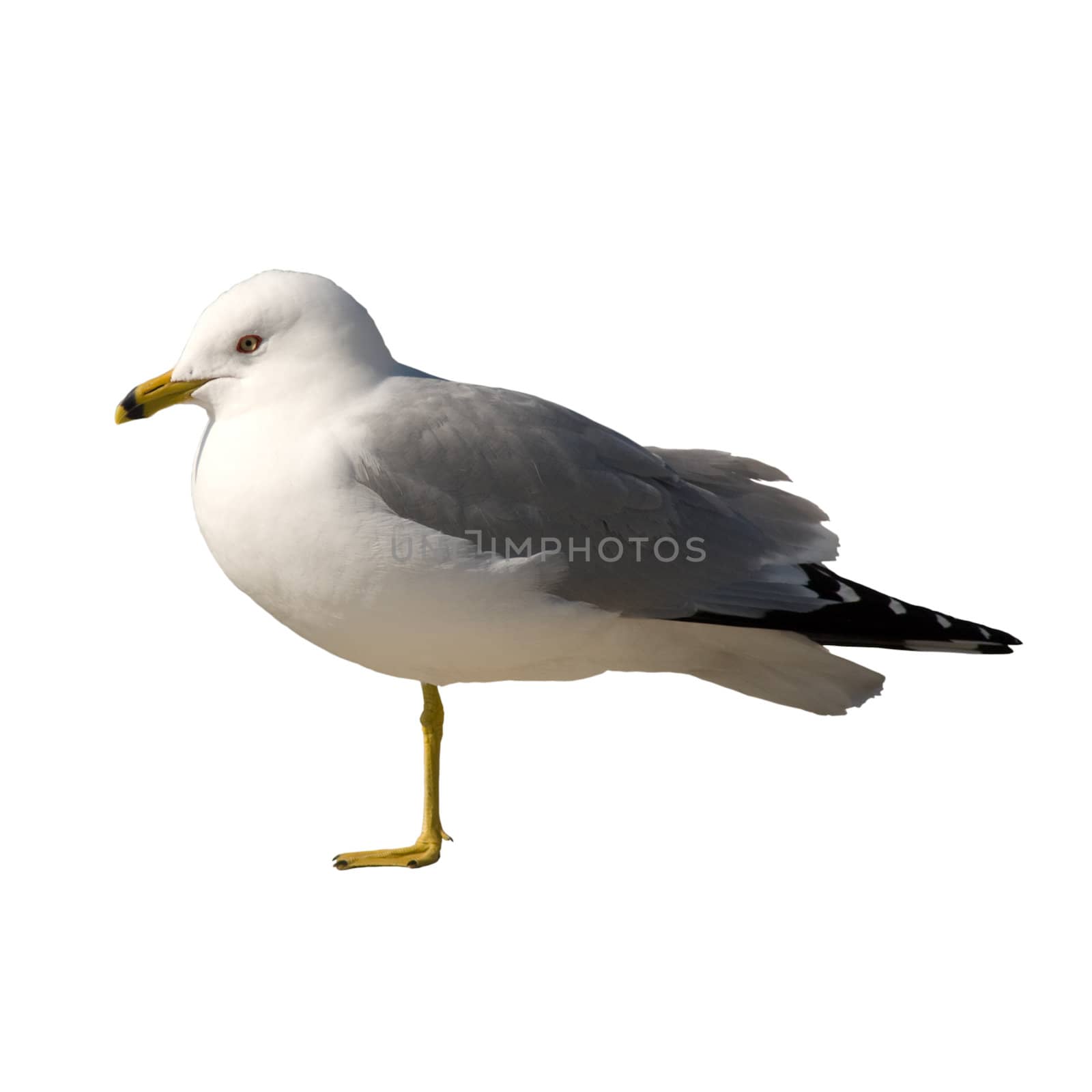 An injured seagull isolated against a white background