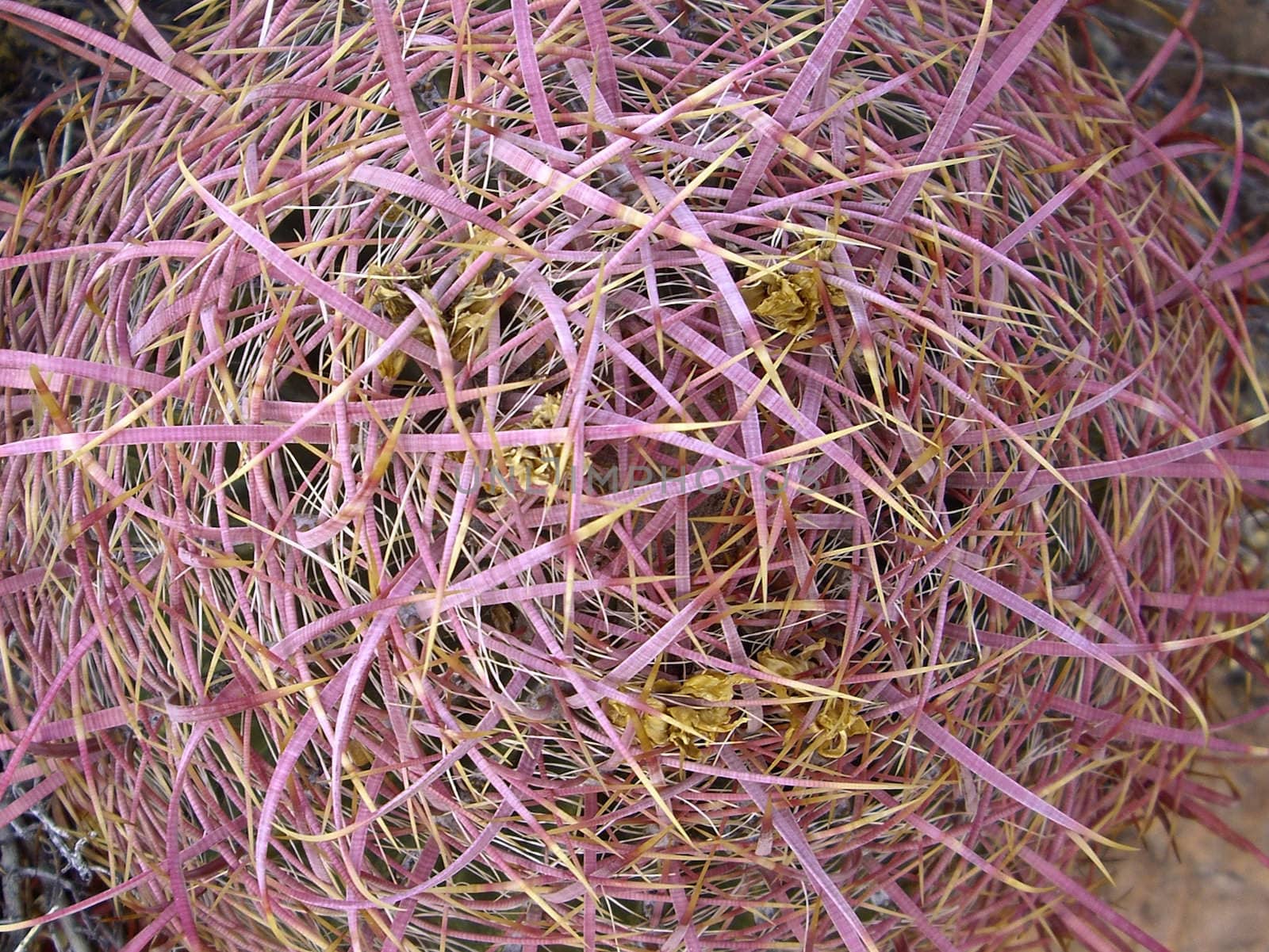 Spines of the red Barrel Cactus up close in Valley of Fire State Park, Nevada 