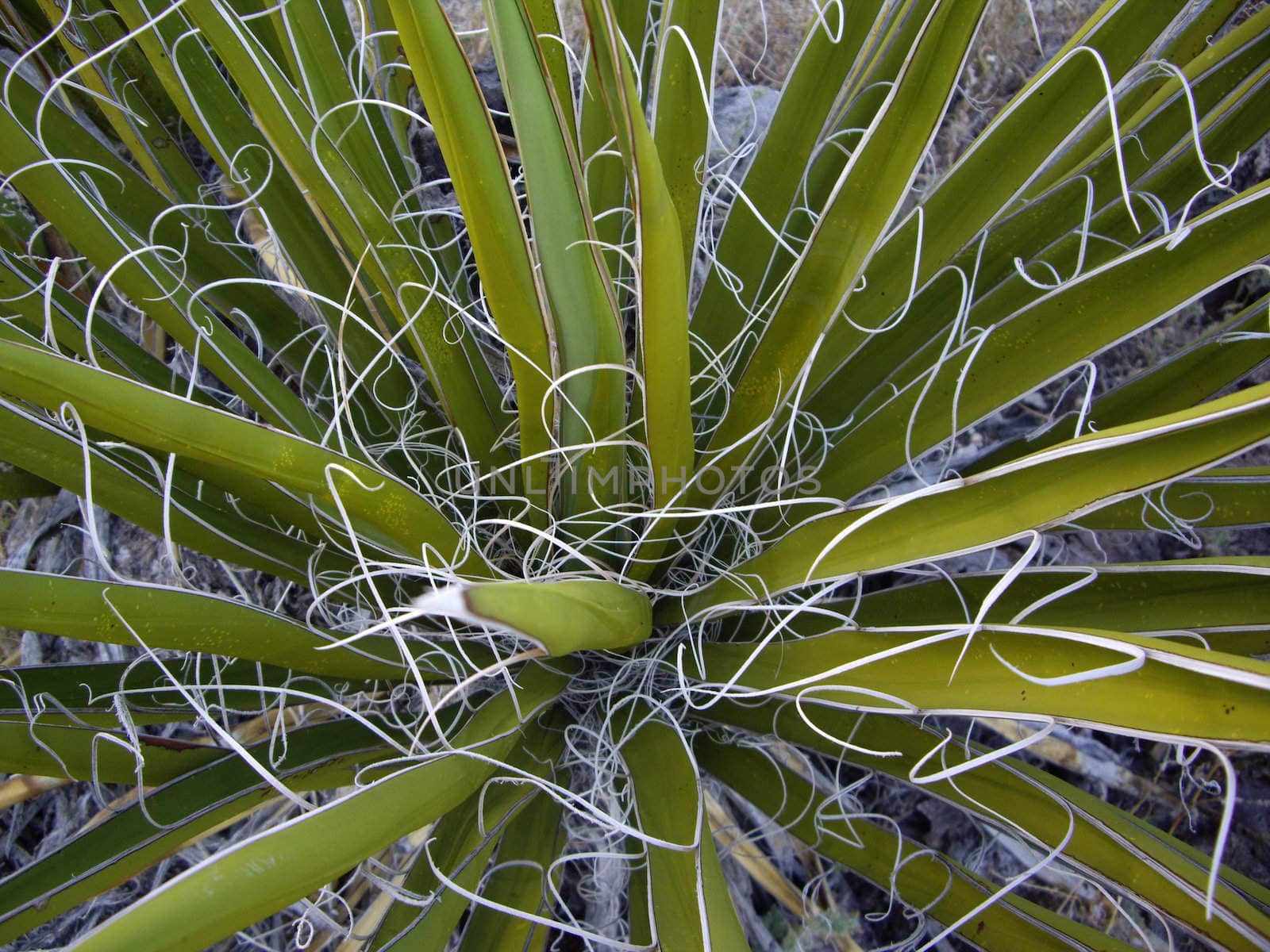 Nature creates a ribbon swirl on this Mojave Yucca plant