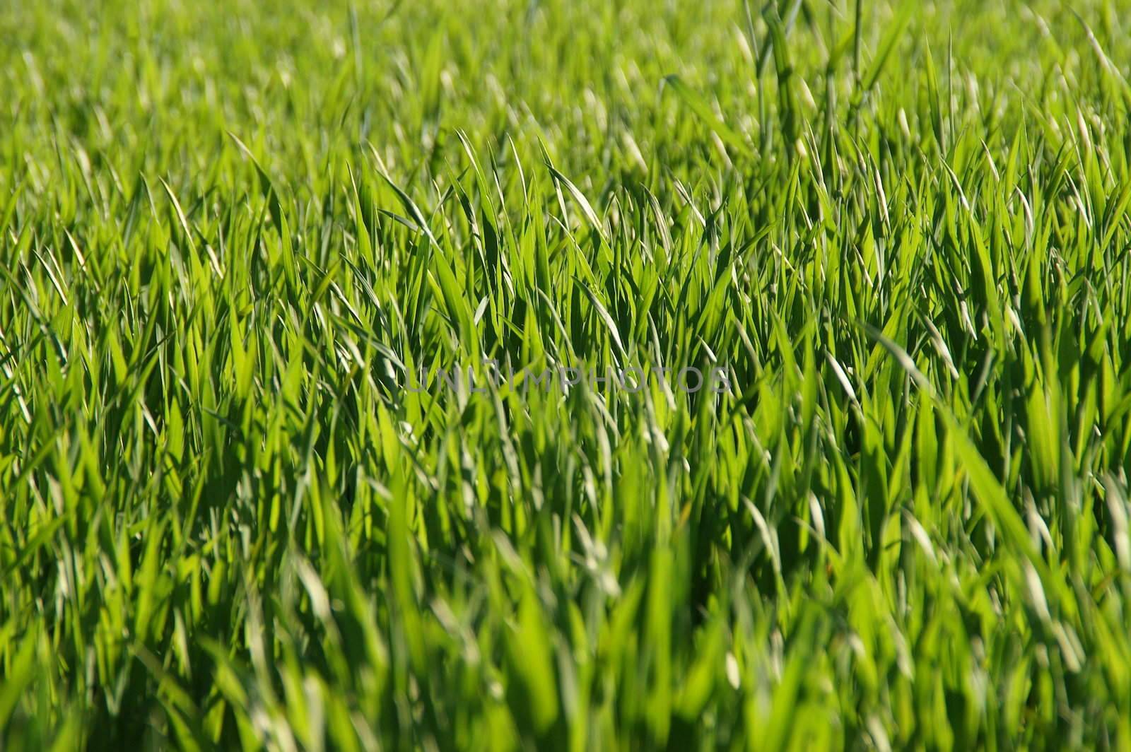 spring natural grass in sunny light