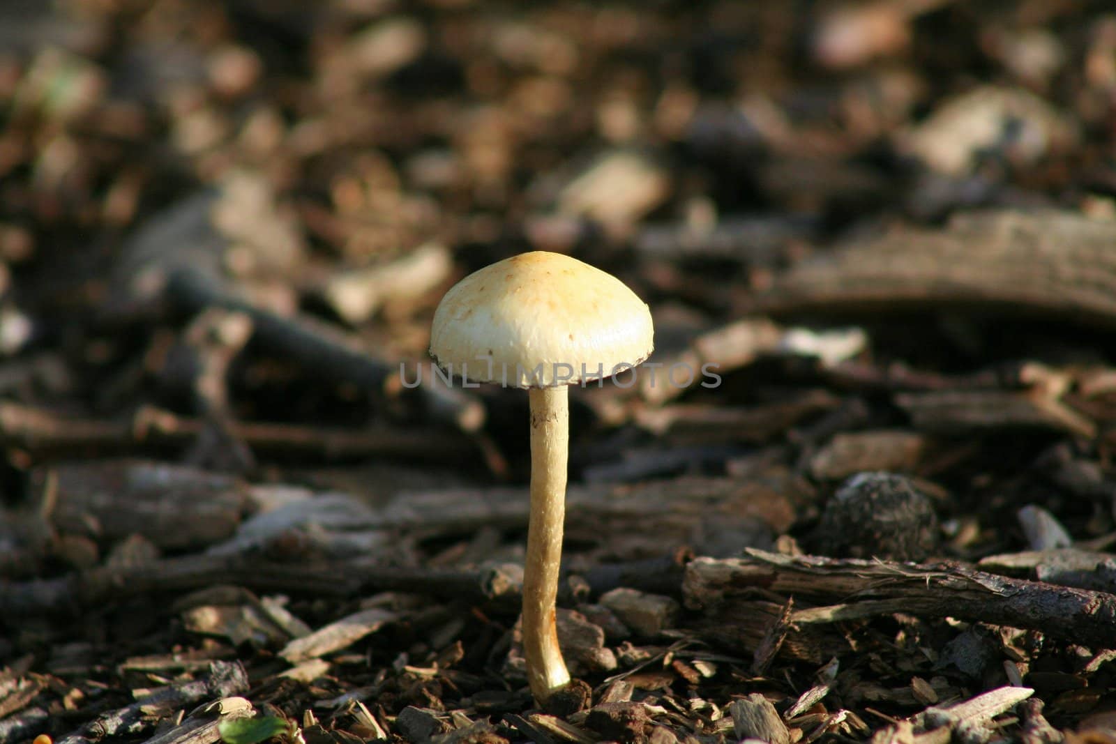 Close up of a mushroom in a forest.