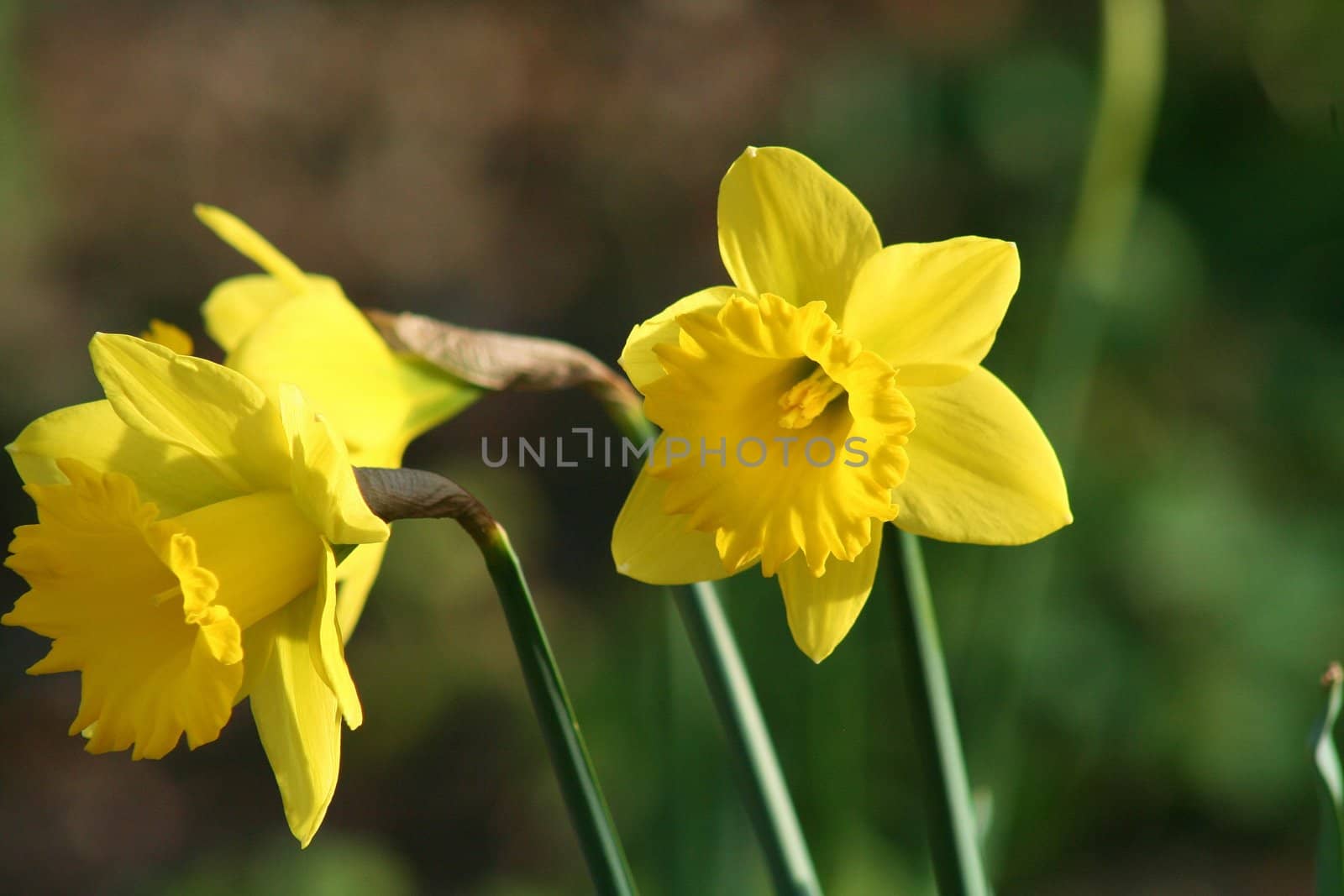 Close up of daffodil flowers in a park.