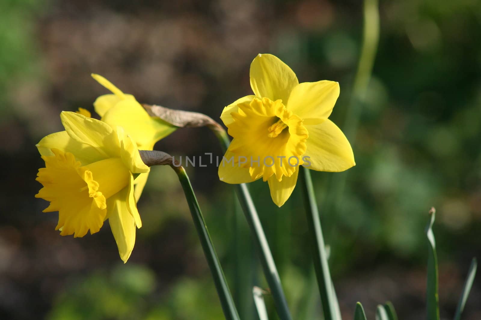 Close up of daffodil flowers in a park.