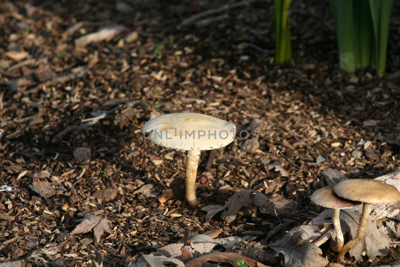 Close up of a mushroom in a forest.