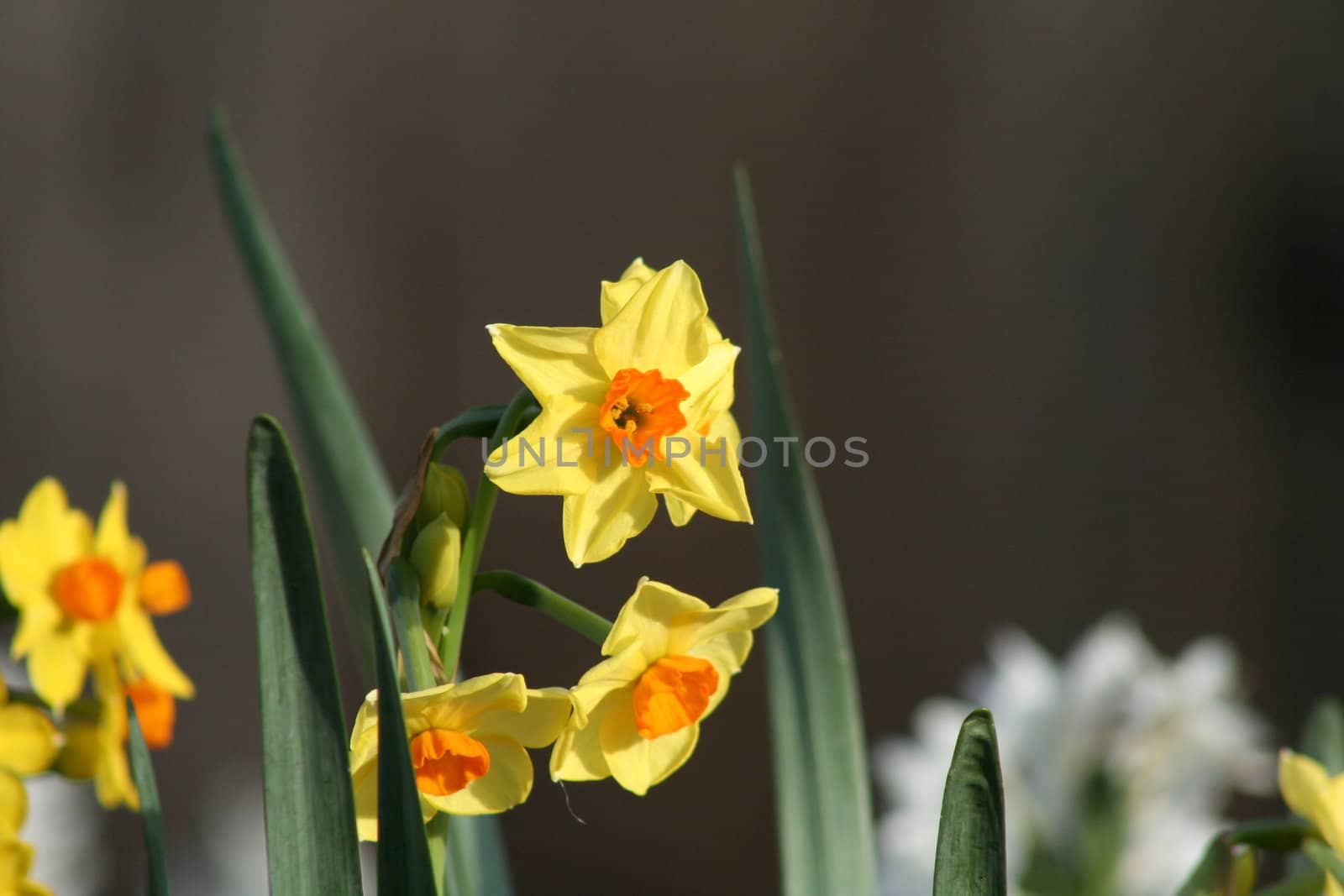 Close up of daffodil flowers in a park.