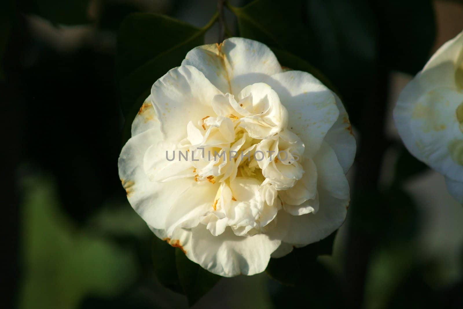 White Gardenia Flower by MichaelFelix