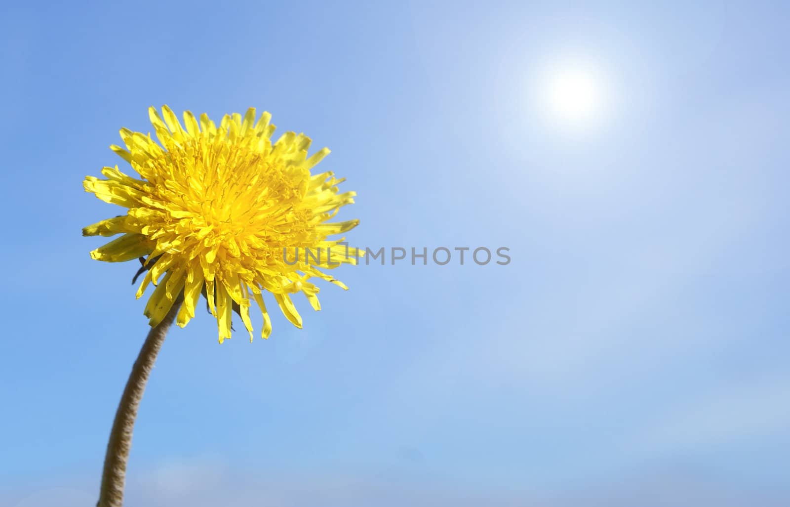 Dandelion over sky background        