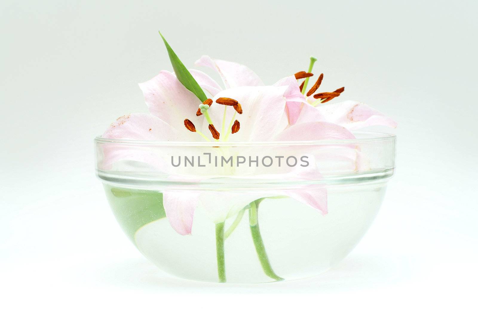 Flowers in glass isolated on white 